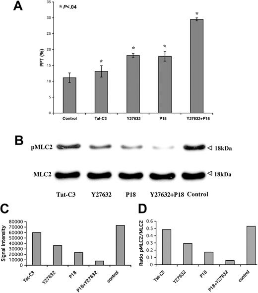 Figure 6. Inhibition of Rho, ROCK, and MLCK decreases MLC2 phosphorylation while increasing PPF. The Rho inhibitor Tat-C3 (10 μg/mL), ROCK inhibitor Y27632 (10 μM), or MLCK inhibitor P18 (50 μM) alone or in combination with Y27632 was added at day 10 to CD41+ MKs derived from leukapheresis. (A) PPT quantification on day 11 showing a significant increase of PPT with all these inhibitors. Three independent experiments were performed (t test; P < .04). Error bars indicate SD. (B-D) Western blot performed on the CD41+ MKs treated for 24 hours either with Tat-C3, Y27632, or P18 showing a partial inhibition of pMLC2. An additive effect was observed in combination P18 with Y27632.