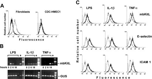 Figure 1. Endothelial cell activation is required for mbKitL expression. (A) Fibroblasts and CDC-HMEC-1 cells were analyzed for the expression of the mbKitL by FACS analysis. Dark lines indicate preimmune mouse IgG used as negative control; light lights, mbKitL expression. (B) RQ-PCR was performed on CDC-HMEC-1 cells treated with LPS, IL-1β, and TNFα for the indicated times. Fibroblasts were used as positive control (+). White lines indicate where irrelevant lanes of the gels have been deleted. (C) CDC-HMEC-1 cells treated with LPS (6 hours), IL-1β, and TNFα (18 hours) were analyzed for the expression of the mbKitL, E-selectin, and ICAM 1 by FACS analysis. Light lines indicate preimmune mouse IgG used as negative control; dark lines, mbKitL, E-selectin, or ICAM 1 expression. Three different experiments were performed with similar results.