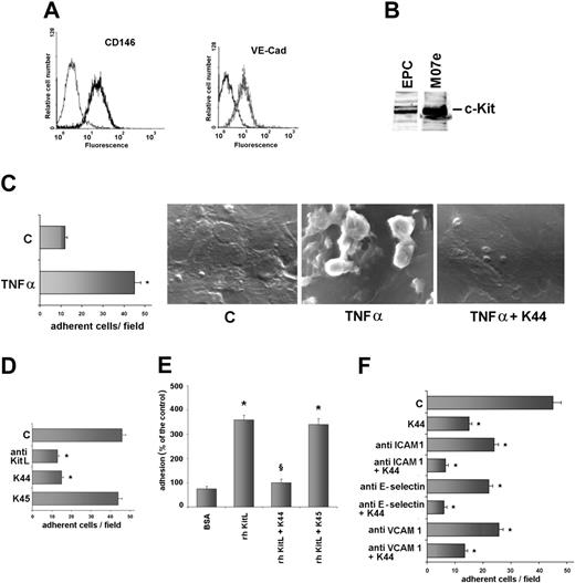 Figure 2. c-Kit/mbKitL interaction mediates EPC adhesion. (A) The indicated markers were analyzed on EPCs by FACS. Left curves indicate preimmune mouse IgG used as negative control; right curves, CD146 or VE-cadherin expression. (B) EPC extracts were subjected to SDS-PAGE and the filter was immunoblotted (IB) with an anti–c-Kit (K213) antiserum. M07e cells were used as positive control. (C) A representative scanning electron microscope micrograph of EPCs adherent to untreated or TNFα-treated CDC-HMEC-1 cells is reported. K44 was used as indicated (× 1000 magnification). Adherent cells to untreated or TNFα-treated CDC-HMEC-1 cells were also counted for statistical analysis (left panel; data are the mean ± SD; *P < .05 untreated vs TNFα-treated cells). (D) EPCs, treated or not with K44 or K45, were let to adhere to activated CDC-HMEC-1 cells. The anti-KitL antibody was used to pretreat CDC-HMEC-1 cells before the adhesion assay. Adherent cells were counted for statistical analysis and data reported are the mean ± SD (*P < .05 control vs experimental groups). (E) EPCs were added to rhKitL-coated plates and adhesion was evaluated after 45 minutes of incubation. K44 or K45 was added where indicated. Adherent cells were counted and statistical analysis was performed (data are the mean ± SD; *P < .05 BSA vs experimental groups; §P < .05 rhKitL + K44 vs rhKitL). (F) Adhesion was performed on activated CDC-HMEC-1 cells preincubated with an anti–ICAM 1, an anti–E-selectin, or an anti–VCAM 1 antibody. K44 was added to EPCs where indicated. (*P < .05 control vs experimental groups; anti–ICAM 1 + K44 vs anti–ICAM 1; anti–E-selectin + K44 vs anti–E-selectin; anti–VCAM 1 + K44 vs anti–VCAM 1). Four different experiments were performed with similar results.