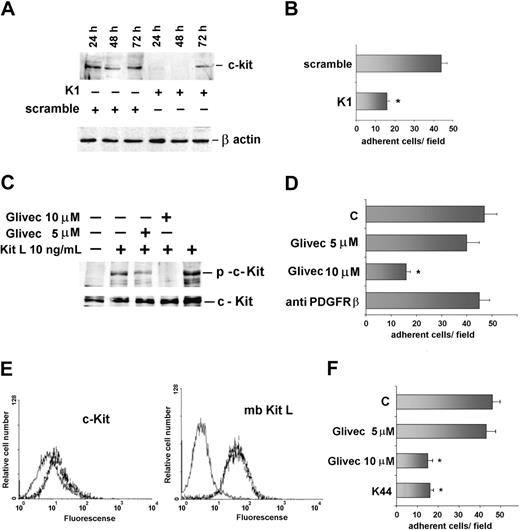 Figure 3. Depletion of endogenous c-Kit inhibits EPC adhesion. (A) EPCs were transfected with c-Kit siRNA (K1) or with the scrambled sequence (scramble) and lysed. The filter was IB with an anti–c-Kit and an anti–β-actin antibody. (B) Adhesion was performed with EPCs transfected with the scramble or the K1 siRNA (48h). (C) EPCs pretreated with 5 or 10 μM imatinib mesylate were untreated or treated with the soluble KitL (10 ng/mL). The filter was IB with an anti–p–c-Kit and an anti–c-Kit antibody. M07e cells were used as positive control (+). (D) Adhesion was performed with EPCs untreated or treated with 5 or 10 μM imatinib mesylate or with a neutralizing anti-PDGFRβ antibody (30 μg/mL).23 Adherent cells were counted for statistical analysis (data in B and D are the mean ± SD; *P < .05 control vs experimental groups). (E) Fibroblasts were analyzed for c-Kit and mbKitL expression by FACS analysis. Light lines indicate preimmune mouse IgG used as a negative control; dark lines, c-Kit or mbKitL expression. (F) Adhesion was performed on fibroblasts with EPCs pretreated with 5 or 10 μM imatinib mesylate or K44. Adherent cells were counted for statistical analysis (data are the mean ± SD; *P < .05 control vs experimental groups). Four different experiments were performed with similar results.