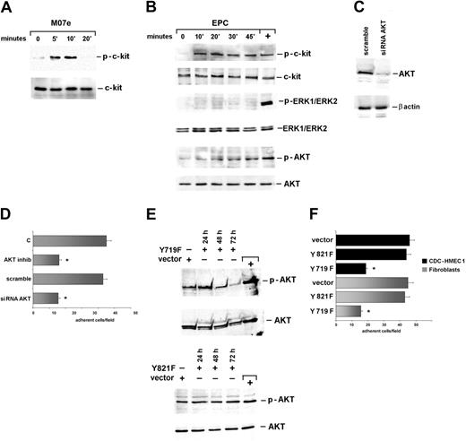 Figure 4. Akt mediates EPC adhesion. (A) M07e cells stimulated with the KitL were lysed. (B) EPCs let to adhere to fibroblasts were lysed. Cell extracts from M07e cells (A) and from EPCs adherent to fibroblasts (B) were analyzed with anti–p–c-Kit, anti–c-Kit, anti–p-ERK1/ERK2 MAPK, anti-ERK1/ERK2, anti–p-Akt, or anti-Akt antibodies as indicated. (C) EPCs transfected with an Akt siRNA or with the scrambled sequence (scramble) were lysed. The filter was IB with an anti-Akt and anti–β-actin antibody. (D) Adhesion on fibroblasts was performed using EPCs depleted or not of the endogenous Akt. Experiments were also performed by preincubating EPCs with the Akt kinase inhibitor. Adherent cells were counted for statistical analysis (data are the mean ± SD; *P < .05 control vs experimental groups). (E) EPCs were transfected with the c-Kit mutants or the empty vector. After 24, 48, and 72 hours of transfection, EPCs were let to adhere to fibroblasts for 30 minutes and lysed. The filters were IB with an anti–p-Akt and an anti-Akt antibody. M07e cells were used as positive control (+). (F) Fibroblasts and activated CDC-HMEC-1 cells were used for adhesion of EPCs transfected (72 hours) with the Y821F and Y719F mutants or the empty vector. Adherent cells were counted for statistical analysis (data are the mean ± SD; *P < .05 control vs experimental groups). Five different experiments were performed with similar results.