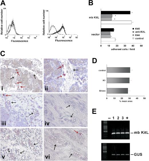 Figure 5. Depletion of endogenous c-Kit prevents in vivo EPC recruitment to neoformed vessels. (A) TECs transfected with the empty vector (left panel) or with the mbKitL construct (right panel) were analyzed by FACS. Light lines indicate preimmune mouse IgG used as negative control; dark lines, mbKitL expression. (B) Fluorescent EPCs were let to adhere to TECs, transfected with the empty vector or with the mbKitL construct. EPCs or transfected TECs were pretreated with K44, K45 (EPC), or anti-KitL (TEC) as indicated. Adherent EPCs were counted for statistical analysis (data are the mean ± SD; *P < .05 control vs experimental groups). (C) Sections of Matrigel plugs from SCID mice injected with untreated EPCs (i-ii), EPCs depleted of c-Kit (iii-iv), or EPCs treated with imatinib mesylate (v-vi) were analyzed by immunohistochemistry. To detect CSFE-positive EPCs, anti–Fluorescein/Oregon Green polyclonal Abs and horseradish peroxidase–labeled antirabbit were used as described in “Materials and methods.” Black arrows indicate vessels; red arrows indicate some positive EPCs. Magnification × 200 (i,iii,v); × 400 (ii,iv,vi). (D) The quantification of neovascularization was performed on hematoxylin-eosin–stained sections, and the results were expressed as percentage ± SD of the vessel area to the total Matrigel area. Five different sections from each individual experimental group (4 mice per group) were analyzed. (E) Matrigel plugs from different experimental groups (lane 1: untreated EPCs; lane 2: c-Kit–depleted EPCs; lane 3: imatinib mesylate–treated EPCs) were subjected to RNA extraction, and RQ-PCR was performed to assess the expression of the mbKitL on injected TECs. Fibroblasts were used as positive control (+). Three groups of mice (each of 4 mice) were used for the in vivo experiments.