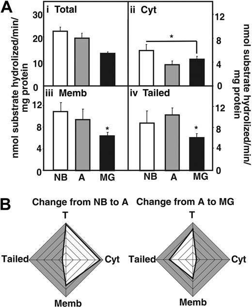 Figure 3. AChE activity decreases in the myasthenic thymus. (Ai) AChE hydrolytic activities in thymic homogenates from MG patients compared with newborns (NB) and nonmyasthenic adults. (Aii) Cytoplasmic AChE activity decreases in MG thymus compared with NB thymus (P ≤ .04). (Aiii) Membrane-associated AChE activity decreases in the thymus of MG patients compared with newborns (P ≤ .002) and healthy adults (P ≤ .04). (Aiv) Tailed AChE activity decreases in the thymus of MG patients compared with newborns (P ≤ .01) and healthy adults (P ≤ .008). Error bars show standard error of the mean (SEM). *P < .05. (B) Cumulative analysis highlighting differences in the changes described. Note conspicuous decreases in activity of adult soluble AChE and MG-associated membrane-adhered enzyme.