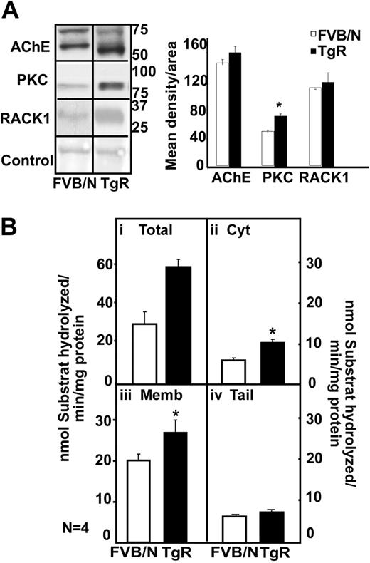 Figure 6. Transgenic excess of AChE-R elevates thymic PKC and RACK1 levels. (A) Immunoblot analysis of a single electrophoresis run photographs were cropped as marked by vertical lines. Analysis shows 70- and 60-kDa bands for the FVB/N mouse, a prominent overproduction of a 55-kDa hAChE-R band in TgR mice. TgR thymuses showed PKC (P = .008) and RACK1 overexpression, for equal protein amounts. (B) Hydrolytic AChE activity in TgR. It increased in total thymic homogenates (i) (P < .01), in cytoplasm (ii; P = .003) and in membrane-associated AChE (iii; P = .06) but not in tailed fraction (iv). Error bars show standard error of the mean (SEM). *P < .05.