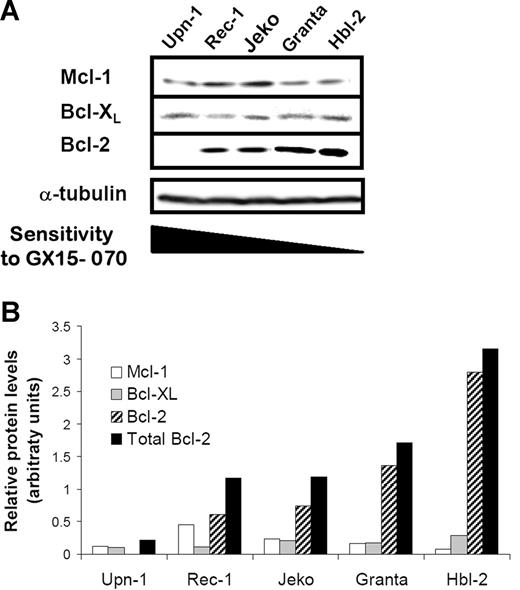 Figure 2. Protein expression of Bcl-2 familly members in MCL cells. (A) Total protein extracts (50 μg) from 5 MCL cell lines were analyzed by Western blotting. Membranes were probed for Mcl-1, Bcl-XL, and Bcl-2 expression using suitable antibodies and α-tubulin was used to normalize protein loading. Western blot images are representative results from 3 independent experiments. (B) Relative protein quantification of Mcl-1, Bcl-XL, and Bcl-2 was performed using Image Gauge Fujifilm software.