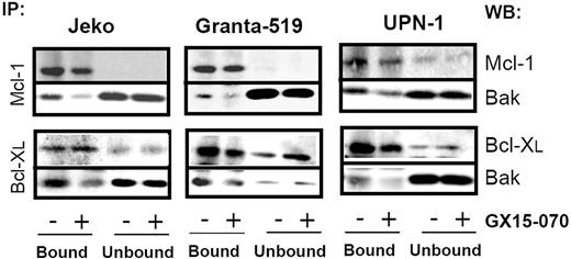 Figure 3. GX15-070 displaces Bak from Mcl-1 and Bcl-XL. MCL cell lines were treated for 5 hours with 5 μM (Jeko and Granta-519) or 0.5 μM (UPN-1) GX15-070. Mcl-1 and Bcl-XL immunoprecipitations were performed as described in “Patients, materials, and methods.” Immunoprecipitated (IP; bound) and nonimmunoprecipitated (unbound) fractions were analyzed by Western blotting for Bak, Mcl-1 and Bcl-XL proteins. Western blot (WB) images are representative results from 3 independent experiments.