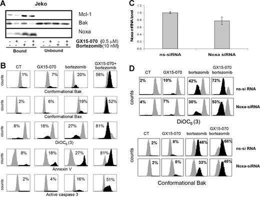 Figure 6. GX15-070 and bortezomib combination enhances Bak-dependent apoptotic signaling in MCL cell lines. (A) Jeko cells were treated with 0.5 μM GX15-070 and/or 10 nM bortezomib for 5 hours. Mcl-1 immunoprecipitation was performed as described in “Patients, materials, and methods,” analyzing Mcl-1–bound and –unbound fractions by Western blotting for Mcl-1, Bak, and Noxa proteins. Western blot images are representative results from 3 independent experiments. (B) Jeko cells were treated with 0.5 μM GX15-070 and/or 10 nM bortezomib for 18 hours. Bax/Bak conformational changes, caspase-3 activation, loss of ΔΨm, and PS exposure were analyzed as described in “Patients, materials, and methods.” The percentage inside each chart refers to the population in black. These experiments have been performed twice with similar results, and therefore 1 representative experiment is shown. (C) NOXA siRNA and nonsilencing siRNA were introduced in Jeko cells by electroporation as described in “Patients, materials, and methods.” Total RNA was isolated 6 hours after transfection. NOXA mRNA levels were determined by quantitative RT-PCR (Taqman technology) using GUS as a housekeeping gene. The results showed are the mean ± SD of 2 different experiments. (D) Jeko cells transfected with nonsilencing siRNA (ns-siRNA) and with NOXA siRNA (NOXA-siRNA) were treated with 0.5 μM GX15-070 and/or 10 nM bortezomib for 18 hours. Loss of ΔΨm and Bak conformational change were analyzed as described in “Patients, materials, and methods.” The percentage inside each chart refers to the population in black.