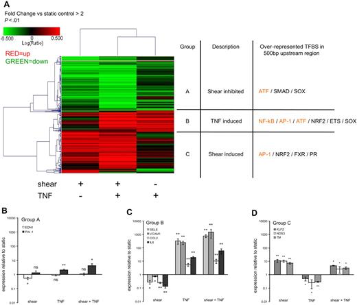 Figure 1. Analysis of the effect of shear stress on basal and TNF-α–induced gene expression in endothelial cells. (A) Hierarchical clustering of a selection of genes modulated more than 2-fold by shear, TNF-α, or shear and TNF-α combined; all 3 treatments relative to static control conditions. Three main cluster groups can be discriminated, which were analyzed for the presence of overrepresented TFBSs in the promoters of the genes in each group compared with the whole genome in conserved 500 base pair upstream regions in the human-mouse alignment of May 2004. A selection of transcription factors with overrepresented binding sites is shown for each cluster group, and highlighted in orange are transcription factors that are well described to be involved in inflammatory signaling. (B-D) Real-time PCR validation of gene expression as obtained by microarray. PCR analysis was done for a selection of genes from each of the 3 cluster groups as identified by microarray data analysis. Real-time PCR was performed in duplicate on HUVEC cDNA from 3 independent isolates, comparing static conditions with either 7 days of pulsatile shear stress (19 ± 12 dynes/cm2), a 6-hour treatment of TNF-α (25 ng/mL), or both. Expression levels relative to P0 housekeeping gene were obtained for a selection of genes from each cluster group and represented relative to static controls. Error bars indicate SEM. Significant difference versus static control conditions is indicated (*P < .05; **P < .01); ns indicates not significant.