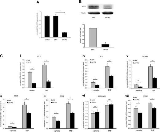 Figure 6. ATF2 knockdown reduces basal and TNF-α–induced expression of proatherogenic genes. Total cell mRNA and protein were harvested from HUVECs that were untransfected (control) or transfected with nonspecific (siNS) or ATF2 siRNA (siATF2). (A) ATF2 mRNA expression levels represented relative to ribosomal protein P0, as measured by real-time PCR. (B) Total ATF2 protein levels were measured using Western blot, and equal loading was verified with α-tubulin. (C) These protein levels were quantified as ratios versus siNS, corrected for α-tubulin. (D) Inhibition of basal and TNF-α–induced expression of genes from cluster groups A and B by knockdown of ATF2 compared with a nonspecific control. ATF2 expression was inhibited by siATF2 during both vehicle and TNF-α treatment (i), resulting in reduction of basal and TNF-α–induced expression of SELE (ii), CCL2 (iii), IL-8 (iv), VCAM1 (v), and EDN1 (vii) but not PAI-1 (vi). Represented are the mean P0-corrected relative mRNA expression levels from 3 different HUVEC isolates measured in duplicate by RT-PCR. Error bars indicate SEM. Significant difference versus nonspecific siRNA is indicated (*P < .05; **P < .01).