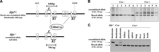 Figure 1. Generation of HfeVillinCre mice. (A) Duodenum-specific Hfe knock-out mice were generated by crossing mice carrying a floxed Hfe allele (Hfeflox) with mice expressing the Cre recombinase under the control of the murine villin promoter. Cre-mediated excision of exons 3 to 5 generates an Hfe null allele. PCR primers F and R1 amplify a 646-bp (base pair) fragment from the intact Hfeflox allele, whereas primers F and R2 amplify a 796-bp fragment from the recombined allele. Under the PCR conditions used, these primers fail to amplify the predicted 2827-bp fragment from the full-length Hfeflox allele. Exons are symbolized by numbered boxes, triangles indicate the loxP sites. (B) The Hfeflox allele is recombined specifically in the intestine. Recombination of the Hfeflox allele along the intestinal axis in HfeVillinCre mice expressing the Cre recombinase (Cre+) and in control littermates (Cre−) is monitored by PCR analysis using the primers detailed in Figure 1A. The numbers above each lane refer to the corresponding intestinal sections: 1, 0 to 2 cm; 2, 2 to 4 cm; 3, 4 to 6 cm; 4, 6 to 8 cm; 5, 8 to 10 cm; 6, 10 to 12 cm downstream of the pylorus. (C) Tissue specificity of Hfe recombination was assessed by diagnostic PCR analysis. The duodenum samples correspond to the proximal 2 cm of the intestine. Hfe−/− and Hfeflox (Cre−) samples were used as positive and negative controls, respectively.