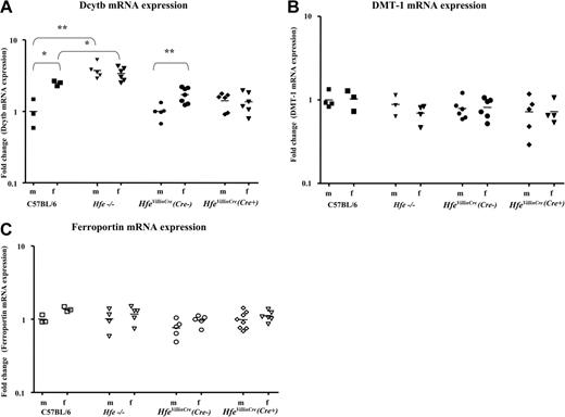 Figure 4. mRNA expression of the intestinal iron transporters.s mRNA levels of (A) Dcytb, (B) DMT-1, and (C) ferroportin were measured in age- and sex-matched C57BL/6, Hfe−/−, and HfeVillinCre mice by quantitative real-time PCR. Groups of male (m) and female (f) mice are represented separately. Mean mRNA expression in C57BL/6 males was arbitrarily set as 1; all other data are expressed in relation to this. Significant differences in mRNA expression are marked by asterisks (*P < .05; **P < .005, Student t test). Mean values are represented by horizontal bars.