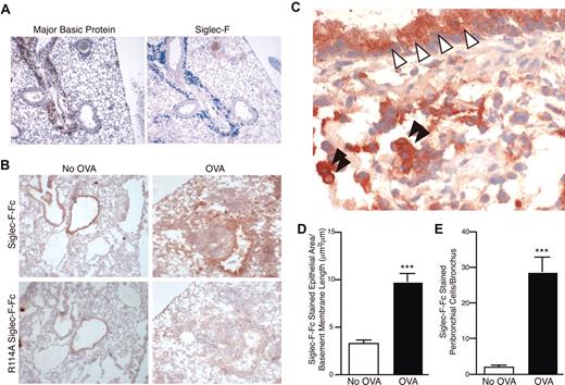 Figure 2. Siglec-F and sialylated Siglec-F ligands are up-regulated upon OVA challenge. (A) Serial sections of frozen lung from WT OVA-sensitized and -challenged mice were stained with antibodies against MBP (left panel, reddish brown color is positive) or Siglec-F (right panel, blue color is positive). Only the inflamed lungs were positive, as shown. (B) Recombinant soluble Siglec-F-Fc was used to probe for Siglec-F ligands in the lungs from OVA-sensitized and -challenged (OVA) or OVA-sensitized and PBS-challenged (No OVA) mice. Positive staining appears a dark reddish-brown color. The arginine-mutated R114A Siglec-F-Fc was used as a negative control, as it is deficient in sialylated ligand binding. Results shown are typical of n = 4 for each group and representative of 2 experiments. (C) Higher-magnification photomicrograph of an OVA-sensitized and -challenged lung section, probed with Siglec-F-Fc. Bronchiolar cells of the lung epithelia (white arrowheads) and mononuclear cells in the lung parenchyma (black arrowheads) were positive for Siglec-F ligands. For panels A-C, a 10×/0.25 DPlan dry objective lens was used to visualize images, and an Olympus BH2 camera was used to capture them. (D) Surface area of the Siglec-F ligand–positive bronchiolar epithelia. Mouse lungs were immunostained with Siglec-F-Fc and the area of bronchial epithelial Siglec-F-Fc immunostaining was quantitated by image analysis, with results expressed in squared micrometer/micrometer length of the basement membrane of the bronchus. WT mice challenged with OVA had a significant increase in levels of Siglec-F-Fc epithelial immunostaining compared with control non–OVA-challenged WT mice. (E) Mouse lungs were immunostained with Siglec-F-Fc, and the number of positive peribronchial cells quantitated was by image analysis. WT mice challenged with OVA had a significant increase in the numbers of peribronchial Siglec-F-Fc–positive cells compared with control non–OVA-challenged WT mice. (D-E) ***P < .001. Each error bar represents the standard error of the mean (SEM).