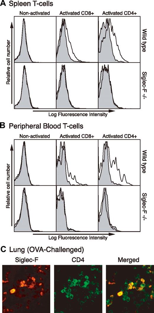 Figure 3. Siglec-F expression is induced on activated mouse T cells in vitro and in vivo. (A) Spleen mononuclear leukocytes and (B) peripheral-blood cells were isolated and T cells activated in vitro by anti-CD3 and anti-CD28 for 3 days. Activated cells were stained by anti–Siglec-F (line) or control antibody (shaded) and analyzed by flow cytometry. Anti-CD4 or anti-CD8 was used to gate on subgroups of T cells. (C) Lung sections from chronically OVA-challenged WT mice were stained with anti-CD4 and anti–Siglec-F antibodies. Background staining with secondary antibody alone was minimal (data not shown). A 40×/0.65 DPlan dry objective lens was used to visualize images, and an Olympus BH2 camera was used to capture them.