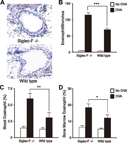 Figure 4. Siglec-F−/− mice show elevated eosinophilic inflammation in lung, peripheral blood, and bone morrow in an OVA-induced lung allergy model. WT or Siglec-F−/− mice were either OVA sensitized and challenged (OVA) or OVA sensitized and PBS challenged (No OVA). All groups were compared for numbers of eosinophils in airway (A,B), blood (C), and bone marrow (D) (n = 6 mice/group, data shown is representative of 3 experiments). (A) WT and Siglec-F−/− OVA lung sections were stained for MBP. Dark red–stained peribronchial MBP+ cells were counted as eosinophils, and 8 to 10 bronchi/slide were counted. A 20×/0.40 DPlan dry objective lens was used to visualize images, and an Olympus BH2 camera was used to capture them. (B) Quantitative result derived from panel A, expressed as the number of eosinophils per bronchus. (C) Peripheral-blood leukocytes and (D) bone marrow cells were stained with Wright-Giemsa and differential cell counts taken under a light microscope. (B-D) *P < .05; **P < .01; ***P < .001. Each error bar represents the SEM.