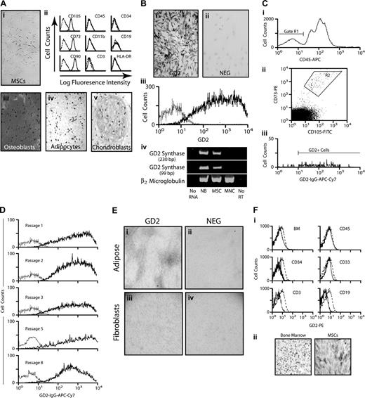 Figure 1. GD2 expression on marrow MSCs. (Ai) Photomicrograph of undifferentiated MSCs showing the characteristic spindle shape and adherent properties of the cells. Original magnification, ×40. (ii) Flow cytometry histograms demonstrating the typical expression pattern of surface antigens (—) isotype and control (- - -), as indicated. (iii-v) Immunocytochemical staining demonstrating the differentiation of MSCs into osteoblasts (Alizarin Red stain), adipocytes (Oil Red O stain), and chondroblasts (Alcian Blue stain). (B) Immunocytochemical staining of culture-expanded MSCs for GD2 (i) and staining without the primary anti-GD2 antibody as a negative control (ii). (iii) Flow cytometry histogram showing GD2 expression (bold line) by MSCs and the isotype control (thin line). (iv) Reverse-transcription PCR for GD2 synthase. Results using primers generating a 230-bp product are shown at the top, primers generating a 99-bp product are in the middle, and β2-microglobulin as a control for the quality and quantity of RNA is at the bottom. No RNA indicates a complete reaction omitting the RNA sample; NB, RNA from neuroblastoma cells (positive control), MSC, culture-expanded after marrow derivation; MNCs, RNA from blood mononuclear cells (negative control); No RT, reaction with MSC RNA, but omitting reverse transcriptase. (Ci) Flow cytometry histogram of bone marrow cells for CD45 expression. The R1 gate indicates CD45− cells. (ii) Analysis of the CD45− cells from the R1 gate for CD105 and CD73 expression. The R2 gate indicates the double-positive cells. (iii) Analysis of the CD45−CD105+ CD73+ cells from the R2 gate for GD2 expression. These cells, MSCs from freshly harvested bone marrow, were never in tissue culture. (D) Flow cytometry histograms of GD2 expression on MSCs after serial passage in tissue culture. The experimental and control curves are as indicated in panel B. (E) Immunocytochemical staining of adipose-derived MSCs (i) and a negative control (ii) in which the primary anti-GD2 antibody was omitted. The specimens were lightly counterstained with hematoxylin. Original magnification, ×4. Immunocytochemical staining of foreskin fibroblasts (iii) and a negative control (iv) as for the adipose-derived MSCs. Original magnification, ×4. (Fi) Flow cytometric histograms showing the lack of GD2 expression on unfractionated bone marrow cells (upper left, BM), and on marrow cells expressing CD45 (leukocytes), CD34 (hematopoietic progenitors), CD33 (myeloid cells), CD3 (T-lymphocytes), or CD19 (B-lymphocytes). anti-GD2 antibody (—), isotype control (- - -). (ii) Anti-GD2 immunohistochemical staining of a bone marrow biopsy specimen (left) and MSCs (right, positive control). Both specimens were counterstained with hematoxylin.