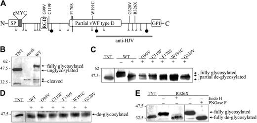 Figure 1. Maturation and processing of HJV. (A) Schematic representation of HJV functional domains and localization of the studied mutations. SP indicates signal peptide; RGD, arginine-glycine–aspartic acid integrin-binding domain; ⋄, Cys residue; and •, Asn residue. The dotted line indicates the autoproteolytic site. The double line shows the peptide chosen for antibody production. (B) Characterization of the mouse polyclonal anti-HJV. Hela cells were transfected with empty vector (mock) or WT HJV-expressing construct (WT). HJV was synthesized by in vitro transcription and translation (TNT). *Unspecific band. Anti-HJV recognizes a major band, which corresponds to the mature HJV, and a faint band derived from the autoproteolysis of the VWF type D domain. (C-D) WT and mutants HJV (30 μg of total lysates) were treated (+) with Endo H (C) or PNGase F (D) following manufacturer's instructions. (E) The nonsense R326X mutation produces a truncated HJV that is partially glycosylated, as shown by the band shift after Endo H and PNGase F treatment. The arrows show the glycosylation state. Scales refer to relative molecular mass in kilodaltons.