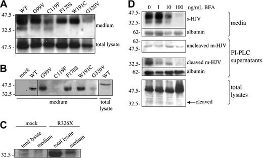 Figure 4. HJV is secreted in the medium through a BFA-dependent pathway. (A-B) Transfected HeLa cells were incubated for 24 hours in serum-free media. Total lysates (50 μg) and concentrated media were analyzed by using anti-HJV (A) and anti-cMYC (B). (C) R326X- or mock-transfected HeLa cells were incubated in DMEM with 2% FBS; after 2 hours, total lysates and TCA-precipitated media were analyzed by Western blot using anti-HJV. (D) BFA treatment of WT HJV-transfected HeLa cells. HeLa cells were incubated 24 hours with increasing amount of BFA. Concentrated media, PI-PLC supernatant, and total cellular lysates were loaded on 10% SDS-PAGE, and proteins were revealed by anti-HJV. The 50-kDa uncleaved m-HJV was detected by anti-cMYC. The relative molecular mass, in kilodaltons, is indicated on the left.