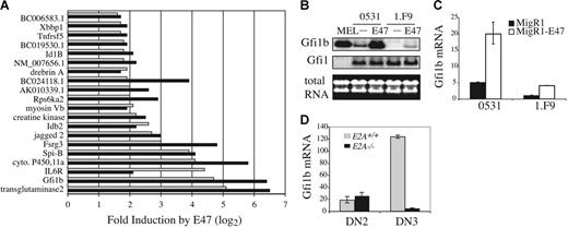 Figure 1. Induction of Gfi1b by E47 in E2A−/− T-cell lymphomas. (A) Fold induction of the indicated genes 24 hours after infection of E2A−/− lymphomas 0531 (▪) and 1.F9 (⊡) with GFP-producing (S003) or E47 plus GFP-producing (S003-E47) retrovirus. Expression levels were determined using Affymetrix 430 2.0 gene arrays and the fold increase in gene expression in E47 plus GFP-expressing cells as compared to GFP-expressing cells is presented (log2 scale) for genes that showed a greater than 3-fold induction in both cell lines. (B) Northern blot analysis of RNA isolated from sorted GFP+ lymphomas 24 hours after infection with MigR1 (−) or MigR1-E47 (E47) retrovirus. MEL cells were included as a positive control. Total RNA is shown on the bottom and the blot was probed sequentially with Gfi1b and Gfi1 cDNA. (C) Quantification of Gfi1b mRNA by QPCR in 0531 or 1.F9 cells infected with MigR1 (▪) or MigR1-E47 (□). The level of Gfi1b mRNA was determined relative to HPRT mRNA by the ΔCT method and relative expression was determined using the formula 2−ΔΔCT. The standard error of triplicate measurements is shown. (D) QPCR analysis of Gfi1b mRNA in DN2 (Lin−CD117+CD25+) and DN3 (Lin−CD117−CD25+) cells isolated from E2A+/+ (⊡) or E2A−/− (▪) thymocytes.