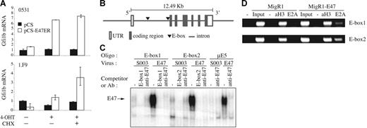 Figure 2. Gfi1b is directly regulated by E47. (A) 0531 (top graph) and 1.F9 (bottom graph) cells were infected with pCS retrovirus (▪) or pCS-E47ER (□) and treated with 4-OHT (1 μM) for 4 hours in the presence or absence of CHX (4 μM) starting 24 hours after infection. Gfi1b and HPRT mRNA were quantified by QPCR. The standard error of triplicate measurements is shown. (B) Schematic of the Gfi1b gene showing the approximate location of the conserved E-boxes (▾) within the first intron. (C) EMSA using labeled Gfi1b E-box1, E-box2, or μE5 oligos and protein extracts prepared from 0531 cells infected with S003 or S003-E47 retrovirus 24 hours after infection. Prior to addition of labeled probe the extracts were treated with either ddH20 (−), 100 × excess of competitor oligo (E-box1 or E-box2), or anti-E47 antibody for 15 minutes. (D) ChIP assay performed on 0531 cells infected with MigR1 or MigR1-E47 using polyclonal anti-E2A antibody (E2A), anti–acetyl-histone H3 (aH3), or no antibody (−).