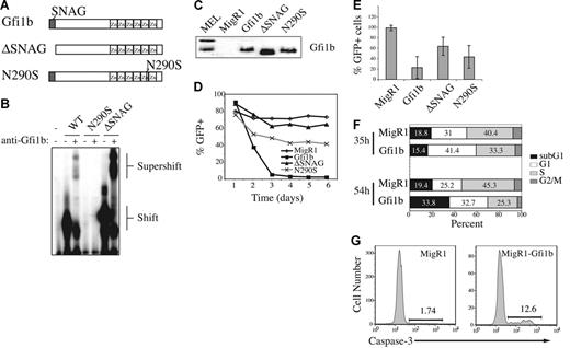 Figure 3. Ectopic expression of Gfi1b inhibits proliferation and survival of T-cell lymphoma. (A) Schematic of Gfi1b, ΔSNAG, and N290S. (B) EMSA using in vitro-translated Gfi1b, ΔSNAG, and N290S and labeled oligos containing consensus Gfi1/1b-binding sequence (B30). Anti-Gfi1b antibody was used to confirm the presence of Gfi1b proteins. The complex shifted by Gfi1b protein and supershifted with anti-Gfi1b antibody is shown. (C) Western blot analysis of 0531 cell extracts 24 hours after infection with the indicated virus. The blot was probed with anti-Gfi1b antibody. Two Gfi1b isoforms are detected in MEL cells. (D) Time course of GFP expression in 0531 cells infected with MigR1(♦), MigR1-Gfi1b (▪), MigR1-ΔSNAG (▴), or MigR1-N290S (×) as determined by flow cytometry. Identical results were obtained with 2 other E2A−/− lymphoma lines. (E) Average relative percent GFP+ cells 5 days after infection combining data from 3 experiments. Relative percent GFP+ was determined by dividing the percent GFP+ on day 5 by the percent GFP+ on day 1 (× 100). The decrease in GFP+ cells in Gfi1b virus-infected cultures is greater than in all other experimental groups (P < .05, paired Student t test). (F) 0531 cells were infected with MigR1 or MigR1-Gfi1b retrovirus and BrDU was added to cultures for 30 minutes 35 or 54 hours after infection. The GFP+ cells were isolated and stained with anti–BrDU-FITC and propidium iodide and examined by flow cytometry.31 G1 = 2N DNA, BrDU−; S = BrDU+; G2+M = 4N DNA, BrDU−; apoptotic cells = < 2N DNA. (G) 0531 cells infected with MigR1 or MigR1-Gfi1b retrovirus were stained 48 hours after infection with an antibody that detects active caspase-3. Caspase-3 staining on GFP+ cells is shown. Similar results were observed with 1.F9 cells.