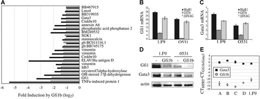 Figure 5. Gfi1b suppresses Gfi1 and Gata3 expression in a SNAG domain-dependent manner. (A) Fold repression of the indicated genes after infection of 0531 (▪) or 1.F9 (⊡) with MigR1-Gfi1b as compared to MigR1 virus, as determined by Affymetrix 430 2.0 gene arrays. Gfi1b-mediated repression was confirmed by QPCR for (B) Gfi1 or (C) Gata3 mRNA after infection of 0531 or 1.F9 cells with MigR1, MigR1-Gfi1b, or MigR1-ΔSNAG. (D) Western blot analysis of Gfi1 and Gata3 protein in 1.F9 and 0531 cells expressing MigR1 (−) or MigR1-Gfi1b retrovirus. (E) QPCR analysis of Gfi1b and Gata3 mRNA isolated from primary E2A−/− lymphomas (labeled A-D). Data are presented as the difference in CT value between HPRT and Gfi1b () or Gata3 (▪). The standard error of triplicate measurements is shown for panels B, C, and E.