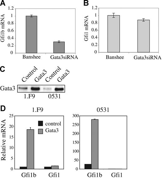 Figure 7. Gata3 promotes Gfi1b expression in E2A−/− lymphomas. QPCR analysis of (A) Gfi1b and (B) Gfi1 mRNA in 0531 cells 48 hours after infection with Banshee or Gata3siRNA retrovirus. (C) Western blot analysis of Gata3 expression in 1.F9 and 0531 cells 48 hours after infected with control (S003) or pXMI-Gata3 retrovirus. (D) QPCR analysis of Gfi1b and Gfi1 mRNA in 1.F9 (left graph) and 0531 (right graph) 48 hours after infection with control (▪) or Gata3-producing retrovirus ⊡. The standard error of triplicate measurements is shown for panels A, B, and D.