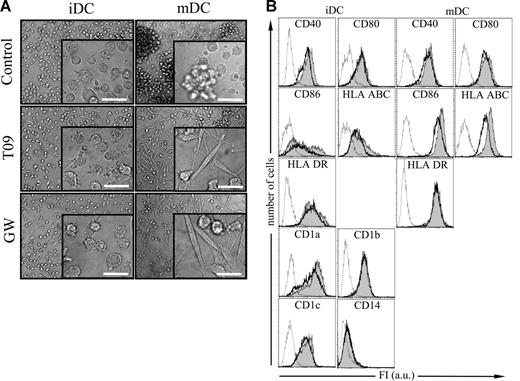 Figure 2. Effect of LXR agonist treatment on DC morphology, differentiation, and maturation. Immature DCs (iDCs) were differentiated for 7 days and left untreated (control) or treated from day 2 on with 2 μM of the LXR agonists T0901317 (T09) or GW-3965 (GW). Mature DCs were obtained from iDCs by incubation with LPS for the last 2 days. (A) The maturation-induced clustering of DCs and morphologic changes were analyzed by a phase-contrast microscopy. Bar represents 30 μm. Similar results were obtained in 4 different experiments. (B) Surface molecule expression as analyzed by immunofluorescence and flow cytometry. Histograms illustrate staining with isotype control mAb (open profile, fine line), and staining with mAb of the indicated specificity of untreated DCs (solid profiles) and of T0901317-treated (T09) DCs (open profiles, bold line). The logarithm of fluorescence intensities (FIs) is given in the abscissa spanning 4 orders of magnitude. One typical experiment of 10 is shown. Essentially identical results were obtained with GW-3965 (n = 4; data not shown).
