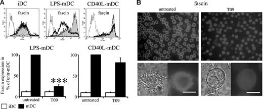 Figure 5. LPS- but not CD40L-matured LXR agonist–treated DCs fail to up-regulate fascin expression. (A) Immature DCs (iDCs) were differentiated for 7 days and left untreated (control) or treated from day 2 on with 2 μM of the LXR agonist T0901317 (T09). Mature DCs were obtained from iDCs by incubation with LPS or CD40L for the last 2 days. Histograms with open profiles (fine line) represent a staining pattern with an isotype control. T0901317-treated DCs (open profiles with bold line) and untreated DCs (solid profiles) show a staining pattern with the antifascin Ab. Typical histograms and diagrams showing mean of fluorescence intensities related to those obtained from untreated mDCs ± SEM of at least 4 independent experiments are given. Significance versus untreated mDCs: ***P ≤ .001. (B) Typical light microscopy images and immunofluorescence staining of fascin of untreated and T09-treated LPS-matured DCs with different magnifications are shown. Bar represents 10 μm. Similar results were obtained in 4 different experiments.