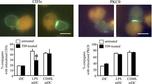 Figure 6. LPS- but not CD40L-matured LXR agonist–treated DCs fail to induce IS formation. Immature DCs (iDCs) were differentiated for 7 days and left untreated (control) or treated from day 2 on with 2 μM of the LXR agonist T0901317 (T09). Mature DCs were obtained from iDCs by incubation with LPS or CD40L for the last 2 days. Mature DCs were pulsed with superantigen for 30 minutes and incubated with Jurkat T cells for an additional 30 minutes. CD3ϵ and PKCθ relocalization was visualized by indirect immunofluorescence. Typical examples of conjugates, negative (left) or positive (right) for relocalization of CD3ϵ and PKCθ, are shown. Bar represents 10 μm. The diagram shows the percentage of conjugates counted positive for CD3ϵ and PKCθ relocalization in means ± SEM of 4 independent experiments. Significance versus untreated mDCs: *P ≤ .05.