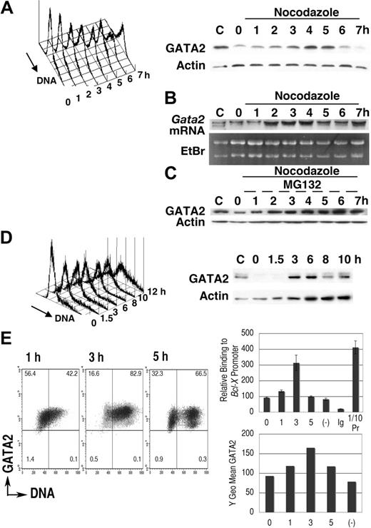 Figure 1. Cell-cycle–dependent oscillation of endogenous GATA2 expression in P815 mast-cell line. (A-C) After culture in medium containing thymidine for 16 hours, P815 cells were washed twice and resuspended at 2 × 105 /mL in fresh medium containing nocodazole. Following a final 1-hour incubation with (C) or without (A,B) MG132, cells were harvested at each time point and divided into 3 portions for DNA content analysis, for immunoblot analysis, and for RNA extraction. Representative results of 3 independent experiments were shown. (B) RNA blot analysis of the thymidine-nocodazole experiment. (C) Immunoblot analysis after incubation with MG132 for last 1 hour. (D) Cells in confluent culture at 40 hours after passage were diluted with fresh medium to 2 × 105/mL and cultured for an additional 10 hours. (A; D, left panel) DNA content histogram. (A; D, right panel) Immunoblot analysis. (E) Chromatin immunoprecipitation experiments of P815 cells released from thymidine treatment into fresh medium lacking nocodazole. A representative result of 3 independent experiments is shown. (Left panel) Density plot analysis of GATA2 expression and DNA content. Horizontal and vertical lines represent borders of control IgG fluorescence and borders of 2N DNA, respectively. Numbers indicate the percentage of cells in each quadrant. (Right upper panel) Results of quantitative PCR analysis of GATA2 binding to Bcl-X promoter GATA sequences. Mean ± standard deviation of triplicate PCR experiments. Ig indicates results of immunoprecipitation using pre–immune rabbit IgG; (−), results of the culture without thymidine treatment; and 1/10Pr, DNA extracted from 1/10 input cell lysates. In negative control experiments, we did not detect significant levels of myogenin gene in immunoprecipitates with GATA2 antibody (data not shown). (Right lower panel) GATA2 expression demonstrated as Y geometric mean channel in density plot analysis.