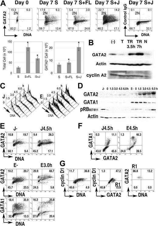Figure 2. GATA2 expression in normal progenitor-cell fractions. (A) Cord blood CD34+ cells (1 × 105 cells) were cultured for 1 week in medium containing SCF (S), with/without Flt-3L (FL) or Jagged 1/Fc-Protein G-agarose beads (J). Density plot analysis of GATA2 expression and DNA content in the cord blood CD34+ cell fraction. Vertical lines represent borders of 2N population. Bar graphs represent number of total cells (left) and of GATA2+ cells (right) after 1 week's culture. Mean ± standard error of the mean; n = 4. *P < .05 compared with the culture containing SCF. (B) Immunoblot analysis of the cultured cord blood CD34+ fraction. (−) indicates no thymidine addition; T, treated with thymidine for 24 hours; TR, after release from thymidine treatment; and N, treated with nocodazole for 24 hours. (C-G) Lin− fractions of mouse bone marrow cells were cultured with SCF and Jagged 1 (J) or SCF and erythropoietin (E) for 4 days, treated with excess thymidine for additional 24 hours, then released into fresh medium. (C) DNA content histogram. (D) Immunoblot analysis. (E-F) Density plot analysis of GATA1, GATA2, and DNA content. (G) Cyclin D1 expression in cells in J culture without thymidine treatment. R1 in panel G represents GATA2+ cyclin D1− region. Numbers in A and E-G indicate the percentage of cells in each quadrant.