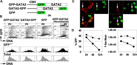 Figure 3. GFP-GATA2 fusion protein expression. (A) Schematic diagram of GFP-GATA2, GATA2-GFP, and GFP expression constructs. (B) Expression of GFP fusion proteins and DNA content of 293T cells at 24 hours after transfection. Black and gray histograms represent DNA contents of GFP++ cells and total cells, respectively. Numbers indicate the percentage of cells in 6 rectangle regions. (C) 293T cells transfected with GFP-GATA2 fusion expression plasmids were stained with anti–cyclin B antibody (red). Cyclin B1 accumulates in the cytoplasm in late S phase, and later enters nuclei in M phase. GFP-GATA2 fusion proteins are expressed in cells in which the cytoplasmic stains for cyclin B1 and in cells expressing cyclin B1 with nuclear-envelope breakdown (white arrow). Thus, the fusion protein is expressed in late S phase and M phase. Original magnification × 630. (D) Cells transfected with GFP-GATA2–expressing plasmids (•) and with GFP-expressing plasmids (♦) were replated in separate dishes at 8 hours, and then the percentage of GFP-positive cells and GFP fluorescence intensity (Y geometric mean channel) were analyzed at 24, 48, and 72 hours after transfection.