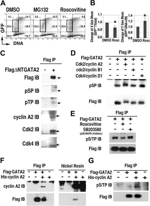 Figure 4. Cdks regulate GATA2 stability. (A) Density plot analysis of 293T cells transfected with GFP-GATA2 expression plasmid after incubation with roscovitine or MG132 for 12 hours. Numbers indicate percentages of cells in 6 regions outlined with thin lines. (B, left panel) decrease of DNA content (X geometric mean channel) of GFP++ (channel > 103) cells. (B, right panel) Change of fluorescence intensity (Y geometric mean channel) of cells containing 2N DNA with lower fluorescence expression (in the region outlined with bold rectangles in A) (mean ± standard deviation, *P < .01, n = 6). (C-G) Interaction and phosphorylation of S/T0P+1 motifs of GATA2 with Cdk/cyclin systems. Total cell lysates of 293T cells, expressing FlagΔNTGATA2 (C) or Flag-GATA2 (D-E) were immunoprecipitated (IP) with anti-Flag antibody, then immunoblotted (IB) with antiphosphoS0P+1 (pSP), antiphosphoT0P+1 (pTP), anti–cyclin A2, anti-Cdk2, and anti-Cdk4 antibodies. (D) In vitro phosphorylation analysis of immunoprecipitated Flag-GATA2 by recombinant Cdk/cyclin proteins. (E) Effect of roscovitine or SB203580 treatment for 12 hours on phosphorylation of GATA2. (F-G) Immunoprecipitation and nickel resin purification of cell lysates expressing Flag-GATA2 and His–cyclin A2. (G) Induction of GATA2 phosphorylation with cotransfected His–cyclin A2.