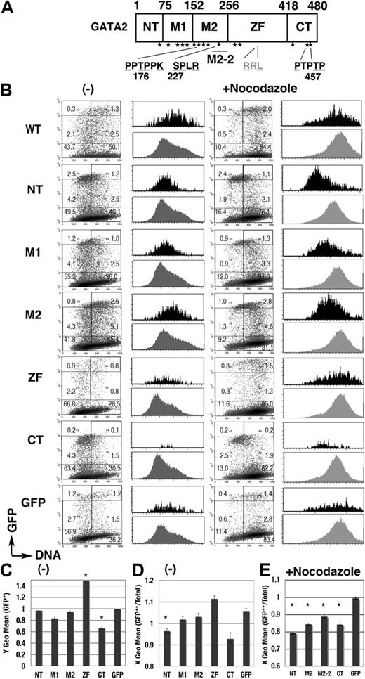 Figure 5. cell-cycle–dependent expressions of the GFP-GATA2 domain fusion proteins. (A) Scheme of GATA2 structure. *S/T0P+1 motif. (B) Density plot analysis of DNA content and GFP intensity of 293T cells, expressing GFP-GATA2 domain fusion proteins, at 24 hours after transfection with (right) or without (left) nocodazole treatment for the final 14 hours. Percentage of cells in each rectangle region is shown. Histograms demonstrate DNA content of GFP++ cells (in cells with channel > 103, black) and total cells in the same dish (gray). (C) Fluorescent intensity (Y geometric mean channel) of GFP+ (channel > 101) cells. (D-E) DNA content (X geometric mean channel) of GFP++ (channel > 103) cells with (E) or without (D) nocodazole treatment. (C-E)*Significant difference (P < .05) compared with GFP results. Data are shown as means ± standard error of the mean.