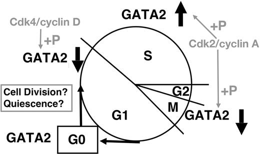 Figure 7. Schematic representation of cell-cycle–dependent regulation of GATA2 expression.