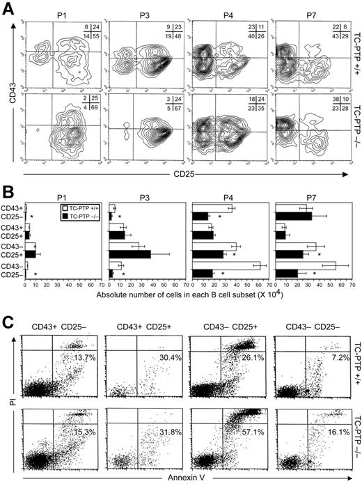 Figure 2. B-cell development in TC-PTP+/+ and TC-PTP−/− bone marrow. Whole bone marrow was harvested from TC-PTP+/+ (WT) and TC-PTP−/− (KO) mice at P1 (3 WT, 3 KO), P3 (3 WT, 3 KO), P4 (4 WT, 4 KO), and P7 (11 WT, 6 KO). (A) Cells were stained for flow cytometry and analysis was gated on B220+ cells to include only B cells (∼20% B220+ at P1, P3 and ∼25% B220+ at P4, P7). Representative data are shown for each time point. The percentage of each subpopulation is shown in the upper right quadrant. (B) Absolute cell counts for each B-cell subset from TC-PTP+/+ (□) and TC-PTP−/− (▪) are illustrated. Cell counts were derived by multiplying the percentage of total cells, obtained by flow cytometry for each subpopulation, by the whole marrow cell count, obtained by manual counting with a hemocytometer. Cell counts are reported as mean ± SD. *P < .01. (C) Whole bone marrow was harvested from TC-PTP+/+ (WT) and TC-PTP−/− (KO) mice at P7 (5 WT, 5 KO). Cells (1 × 106) were stained for surface expression of CD25, CD43, and B220, and with annexin V and propidium iodide (PI), and analyzed by flow cytometry. Analysis was gated on B220+ cells to include only B cells. The combined percentage of preapoptotic (annexin V+, PI−) and apoptotic (annexin V+, PI+) cells is provided. Representative data are shown for each subset. All experiments were repeated at least 3 times.