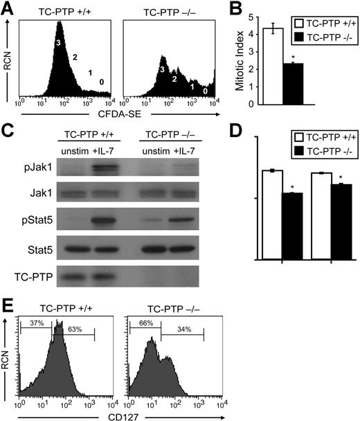 Figure 3. Effects of IL-7 stimulation and IL-7 receptor expression in B cells. (A-B) Whole bone marrow was harvested from TC-PTP+/+ (WT) and TC-PTP−/− (KO) mice at P7 (7 WT, 3 KO). Pre-B cells, generated in vitro as described in “Materials and methods,” were labeled with CFDA-SE for 5 days and stained for surface expression of B220 for flow cytometry. Analysis was gated on B220+ cells to include only B cells. Purity and yield are described in Figure S3. (A) Relative cell number (RCN) is plotted against CFDA-SE fluorescence. The number of cell divisions is indicated next to the corresponding CFDA-SE peak. (B) The mitotic index of TC-PTP+/+ (□) and TC-PTP−/− (▪) B cells is reported as mean ± SD. *P < .001. (C-D) Whole bone marrow was harvested from TC-PTP+/+ (WT) and TC-PTP−/− (KO) mice at P7 (4 WT, 4 KO). Pre-B cells were cultured in vitro, as described in “Materials and methods,” and purity and yield are described in Figure S3. Pre-B cells were harvested and starved prior to stimulation with IL-7 (+IL-7) for 5 minutes or left untreated (unstim). Cell lysates were prepared and fractionated on 8% SDS-PAGE. (C) Western blot analysis of phosphorylated Jak1 (pJak1), total Jak1 (Jak1), phosphorylated Stat5 (pStat5), total Stat5 (Stat5), and TC-PTP was performed. Each sample contained 17 μg protein. (D) Quantitation of Western blot analysis. □, TC-PTP+/+; ▪, TC-PTP−/−. Fold increase in the density of pJak1 and pStat5 are provided relative to unstimulated controls and after normalization to total density of Jak1 and Stat5 protein, respectively. Data are provided as mean ± SD. *P < .01. (E) Whole bone marrow was harvested from TC-PTP+/+ and TC-PTP−/− mice at P7. Ex vivo cells (1 × 106) were stained for surface expression of B220, CD25 and CD43, and CD127 (IL-7Rα) and analyzed by flow cytometry. Analysis was gated on B220+, CD43+ or CD43−, and CD25+ cells to include only pre-B cells. RCN is plotted against CD127 fluorescence. The percentage of CD127− and CD127+ cells is indicated. All experiments were repeated at least 3 times.