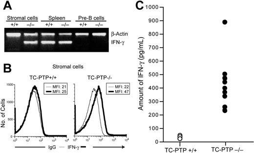 Figure 5. Secretion of IFN-γ by TC-PTP−/− bone marrow stromal cells. (A) Semiquantitative RT-PCR analysis of IFN-γ expression. cDNA was prepared from purified bone marrow stromal cells and pre-B cells and from total spleen. The presence of IFN-γ and β-actin transcripts was assayed by PCR in the same reaction. (B) Bone marrow stromal cell cultures (passage 5) from TC-PTP+/+ and TC-PTP−/− mice at P7 were stained for surface expression of markers shown in Figure S1 and intracellular expression of IFN-γ for flow cytometry analysis. Nonspecific IgG was used as negative control for intracellular staining. RCN is plotted against IgG (thin line) or IFN-γ (thick line) fluorescence. MFI is indicated. (C) Quantitation of IFN-γ secretion by ELISA. Primary bone marrow stromal cell cultures were established. After 5 or 6 passages, the culture medium was replaced and the concentration of IFN-γ was measured by ELISA 24 hours later. Data from 10 TC-PTP+/+ (○) and 9 TC-PTP−/− (•) stromal cell cultures are represented. The difference between the 2 groups was significant (P < .02). All experiments were repeated at least 3 times.