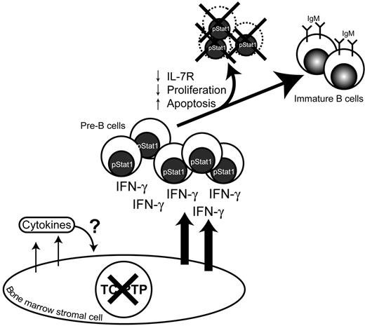 Figure 7. B lymphopoiesis is modulated by TC-PTP. In the absence of TC-PTP, bone marrow stromal cells provide an abnormal cytokine environment. IFN-γ secretion by bone marrow stromal cells induces Stat1 phosphorylation of pre-B cells leading to decreased number of pre-B cells expressing surface IL-7R thus reducing IL-7 proliferation response. IFN-γ also induces apoptosis in those pre-B cells leading to a decreased immature IgM+ B-cell population.