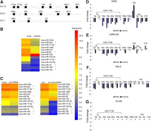 Figure 1. BCR-ABL–dependent expression of the miR-17-92 cluster in bcr-abl+ cells. (A) Genomic organization of 3 paralogous miR-17 miRNA clusters (▪ indicates mature miRNAs embedded in precursor miRNAs; □, pre-miRNAs) according to Tanzer and Stadler.11 The role of 17-3p expression as a unique miRNA or a reverse-complement strand is not yet clearly defined. (B) Heat map of miRNA expression profiling from total RNA of K562 cells treated with imatinib, using the miCHIP microarray platform. For each capture probe, the median of 4 background corrected replicas ± SD was calculated. Every experiment was normalized to the average of total signal intensity on each array. For comparative analysis, technical and biologic replicas were averaged after normalization. The left column shows parental K562 cells, and the right column shows imatinib-treated K562 cells. *miRNAs of the miR-17-92 cluster. (C) Heat map of miRNA expression profiling from total RNA of K562 cells treated with lentivirally expressed anti–bcr-abl shRNAs using the miCHIP microarray platform. The left side shows the comparison between parental and control shRNA20 transduced K562 cells, and the right side that between control shRNAs20 and anti–bcr-abl shRNAs. miRNA expression shown in panels B and C was regulated at least 2-fold in at least 1 treatment condition. (D) miRNA-specific quantitative RT-PCR of miRNAs regulated by BCR-ABL as determined by miCHIP. miRNA expression in K562 cells treated as described above with imatinib (dark gray bars) and lentivirally expressed anti–bcr-abl shRNA (blue bars) was compared with the appropriate controls as described in panels B and C. Mean and SD of 2 independent experiments. *No change in miRNA expression. miR-16 served as an endogenous control. (E-F) miRNA-specific quantitative RT-PCR from LAMA-84 (E) and EM-2 (F) cells treated as described for K562 cells. miR-16 served as an endogenous control. Mean and SD of 2 independent experiments. *No change in miRNA expression. (G) miRNA-specific quantitative RT-PCR after treatment of BCR-ABL–negative HL-60 cells with imatinib. miR-16 served as an endogenous control. *No change in miRNA expression.