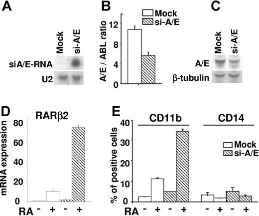 Figure 1. AML1/ETO siRNAs support differentiation response to RA of human t(8;21)-positive cells (SKNO-1). SKNO-1 cells were infected (si-A/E) or not (mock) with a lentiviral vector containing a construct expressing siRNAs against the region of fusion of the AML1/ETO mRNA (siA/E-RNA). (A) Expression levels of siRNAs as evaluated by Northern blot analysis on total RNA (5 μg) from mock and si-A/E samples. U2 snRNA was used as a loading control. (B) AML1/ETO mRNA amounts were normalized using c-abl mRNA quantity values and quantified in mock and si-A/E cells by qRT-PCR. The results represent the average of 3 independent evaluations ± SE. (C) Western blot analysis was performed on total cell lysates (50 μg) from mock and si-A/E cells using an anti-AML1 antibody. The immunodetection of the anti–β-tubulin antibody was used as loading control. (D) RARβ2 mRNA expression from mock and si-A/E–infected cells treated or not with RA (1 μM) for 48 hours was measured by qRT-PCR. The results represent the average of 3 independent evaluations ± SE. (E) Effect of 72-hour treatment with RA (1 μM) on the percentage of cells positively stained for CD11b and CD14 surface markers as measured by FACS analysis in mock and si-A/E cells. The results represent the average of 3 independent evaluations ± SE.