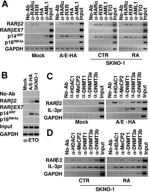 Figure 3. AML1/ETO recruits DNMTs, HDAC1, and MeCP2 to the RARβ2 promoter. (A) ChIPs were performed in mock, A/E-HA, and SKNO-1 cells using the indicated antibodies or in absence of antibody (no-Ab) or the anti-ETO antibody (B) and analyzed by PCR with primer for the βRARE binding site on RARβ2 promoter or for the AML1 binding site on p14ARF promoter. A region including the p16INK4a transcriptional start site and RARβ2 exon 7 (EX7), each lacking the AML1 and the RARE binding sites, respectively, were amplified to evaluate the specificity of AML1/ETO binding. (C-D) ChIPs were performed on mock, A/E-HA, and SKNO-1 cell lines using antibodies specific for MeCP2, DNMT1, DNMT3a, DNMT3b, and HDAC1 or with no antibody (no-Ab) as a negative control. Immunoprecipitated chromatins were analyzed by PCR using primer pairs specific for the amplification of the promoter region containing the βRARE and the 5-UTR exon 1 sequences on RARβ2 gene (RARβ2pr) or regions surrounding the AML1 site of the interleukin-3 promoter (IL-3pr). SKNO-1 cells were treated or not with 1 μM RA for 24 hours. Samples representing 0.02% of sonicated chromatin (input) were included in the PCR analysis. The amplification of a GAPDH coding region was used as a control of nonspecific precipitated sequences.