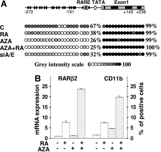Figure 5. 5-Azacytidine relieves AML1/ETO transcriptional silencing of the RA signaling pathway and supports RA-induced differentiation. (A) The bisulfite sequencing assay was performed on genomic DNA isolated from SKNO-1 cells and SKNO-1 –infected (siA/E) cells. Cells were treated or not with 5-azacytidine (1 μM) for 48 hours, and then RA (1 μM) was added for an additional 48 hours in the indicated samples. The methylation status of each CpG from nt −370 to +238 of the RARβ2 promoter/exon 1 DNA sequence was measured and represented by a circle depicted by increasing gray intensities. The increasing gray-intensity scale indicates a 10% rise in methylation status of the CpG of interest and summarizes the results of the analysis of 6 different clones for each sample. For each sample, the percentages of global methylation level in the promoter and in the 5′-UTR exon 1 regions are indicated. (B) SKNO-1 cells were treated or not with 5-azacytidine (1 μM), RA (1 μM), or in combination for 48 hours as described. The qRT-PCR results of RARβ2 mRNA expression and the percentage of CD11b+ SKNO-1 cells measured by FACS analysis are shown. The results represent an average of 3 independent evaluations ± SD.