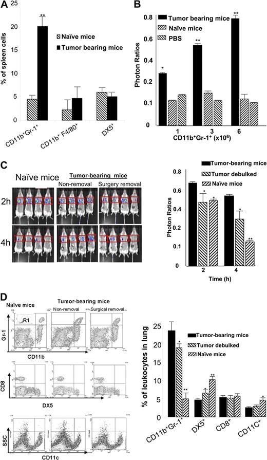 Figure 2. Spleen MSCs suppress NK cell cytotoxicity in vivo. Tumor-bearing mice at 4 weeks after tumor injection were killed and spleen cells were isolated. (A) The percentages of DX5, F4/80, CD11b, and Gr-1+ cells were determined by FACS analysis as described in “Flow cytometry analysis.” The data represent the mean ± SEM from 5 mice from each group. (B) CD11b+Gr-1+ cells were isolated from the spleens of 9-week-old TS/A tumor-bearing BALB/c mice or naive mice. Increased numbers (1 × 106, 3 × 106, and 6 × 106) of sorted CD11b+Gr-1+ MSCs were transferred intravenously into 2-month-old BALB/c female mice (n = 5 per group). Twenty-four hours after adoptive transfer, the efficiency of NK cell killing of injected YAC-1–Luc cells was determined by measuring the numbers of photons collected at 6 hours divided by the photons collected at 0 hours. *P < .05; **P < .001. (C) Female BALB/c mice (n = 4): TS/A tumor-bearing mice with tumor debulked surgically (surgery removal), tumor-intact mice (nonremoval), and non–tumor-bearing PBS control mice (naive mice). Two weeks later, an in vivo measurement of NK cell cytotoxicity was determined by injection of YAC-1–Luc using an identical protocol, as described in Figure 1. The efficiency of NK cell killing of injected YAC-1–Luc cells was determined by measuring the numbers of photons collected at 2 hours and 4 hours divided by the photons collected at 0 hours. *P < .05; **P < .001. The data represent the mean ± SEM of 2 independent experiments (n = 4) (C, right panel). (D) After imaged mice were killed, the percentages of leukocytes in the lung were determined in the gated R1 region of a FACS analysis (top left). The presence of CD11b+Gr-1+, DX5+, CD8+, and CD11c+ cells was determined (left, representative plots). Results obtained from 2 independent experiments with replica 4 mice in each experiment were pooled and are presented as the mean ± SEM. *P < .05; **P < .01.