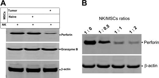 Figure 4. MSCs preferentially inhibit the production of perforin from NK cells. Spleen DX5+ NK cells were cocultured with spleen MSCs for 5 days at the ratio of 1:1 (A) or at varying ratios as indicated in panel B. DX5+ NK cells were then isolated with DX5 antibody-coated magnetic beads using the method as described previously. NK cells (1 × 106) were lysed in protein lysis buffer, and 50 μg total protein from each lysate was resolved on a 10% SDS PAGE gel. The proteins were then transferred to a nitrocellulose membrane, and the blots were probed with the indicated antibodies. The data are representative of 3 independent experiments. β-actin served as an internal control to confirm equivalent protein loading.