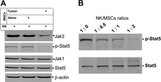 Figure 5. Coculture of NK-MSCs results in the inhibition of phosphorylation of NK cell Stat5. Protein lysates were produced identically to those in Figure 4. Protein lysates from NK-MSCs cocultured at 1:1 and varying ratios (B) were run in the Western blot. The data are representative of 3 independent experiments. β-Actin was used as an internal control to confirm equivalent protein loading.