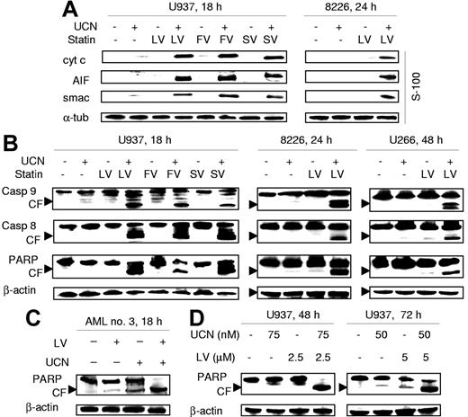Figure 3. Statins potentiate mitochondrial dysfunction and activation of caspase cascades mediated by UCN-01 in cultured leukemia and myeloma cells as well as in primary AML blasts. (A) U937 cells were exposed for 18 hours to 100 nM UCN-01 (UCN) with or without 20 μM lovastatin (LV), 40 μM fluvastatin (FV), or 30 μM simvastatin (SV) (left panels), and RPMI8226 cells (8226) for 24 hours to 100 nM UCN-01 with or without 10 μM lovastatin (right panels). At the end of the incubation period, expression of cytochrome c, Smac/DIABLO, and AIF in cytosolic fractions (S-100) was evaluated by Western blot analysis as described in “Western blot analysis.” (B) U937 (left panels) and RPMI8226 cells (middle panels) were treated as described in panel A. U266 cells were exposed for 48 hours to 150 nM UCN-01 with or without 10 μM lovastatin (right panels). Cells were then lysed and subjected to Western blot analysis to assess cleavage of caspases and degradation of PARP using the indicated primary antibodies. (C) Blasts from AML patient no. 3 were treated with 150 nM UCN-01 with or without 20 μM lovastatin for 18 hours, after which Western blot analysis was performed to assess PARP degradation. (D) U937 cells were incubated with low concentrations of UCN-01 (50 to 75 nM) with or without lovastatin (2.5 to 5μM) for either 48 hours or 72 hours, after which PARP degradation was monitored by Western blot analysis. For all panels, each lane was loaded with 30 μg protein; blots were subsequently stripped and reprobed for expression of α-tubulin or β-actin to ensure equivalent loading and transfer of protein. The results of a representative experiment are shown; an additional study yielded equivalent results. CF indicates cleavage fragment.