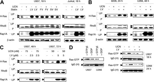 Figure 4. Statins, administered alone or in combination with UCN-01, induce perturbations in protein prenylation. (A) U937 cells (left panels) were exposed for 18 hours to 100 nM UCN-01 (UCN) with or without 20 μM lovastatin (LV), 40 μM fluvastatin (FV), or 30 μM simvastatin (SV), respectively; alternatively, Jurkat cells (right panels) were treated with 150 nM UCN-01 with or without 20 μM lovastatin for 18 hours. (B) RPMI8226 cells (8226) were exposed to 100 nM UCN-01 with or without 10 μM lovastatin for 24 hours and U266 to 150 nM UCN-01 with or without 10 μM lovastatin for 48 hours. (C) U937 cells were incubated with low concentrations of UCN-01 (50 to 75 nM) with or without 2.5 to 5 μM lovastatin for 48 hours or 72 hours, respectively. For panels A-C, after treatment, cells were lysed and prenylation status of H-Ras, RhoB, and Rap1A was determined by Western blot analysis. Each lane was loaded with 30 μg protein; blots were subsequently stripped and reprobed for expression of β-actin to ensure equivalent loading and transfer of protein. The results of a representative experiment are shown; an additional study yielded equivalent results. UP indicates unprenylated (corresponding to slower-migrating bands); P, prenylated. (D) U937 cells were exposed to 100 nM UCN-01 with or without 20 μM lovastatin for 18 hours and U266 cells to 150 nM UCN-01 with or without 10 μM lovastatin for 24 hours. At the end of the incubation period, cells were lysed and subjected (400 μg protein per condition) to a Ras activation assay as described in “Ras activation assay” (right panels). In parallel, untreated U937 and U266 cells were lysed, and cell extracts incubated/loaded with 100 μM GTPγS or 1 mM GDP for 30 minutes at 30°C for positive and negative controls, respectively (left panels). Ras activity is reflected by the amount of Ras (Ras-GTP) pulled down by Raf-1 RBD agarose beads. IgG (H) indicates IgG heavy chain. The results are representative of 3 separate experiments.
