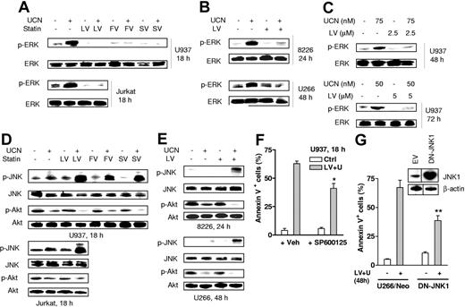Figure 5. Statins diminish UCN-01–induced ERK1/2 activation and enhance Akt inactivation while reciprocally promoting JNK activation. (A) U937 cells (upper panels) were exposed for 18 hours to 100 nM UCN-01 (UCN) with or without 20 μM lovastatin (LV), 40 μM fluvastatin (FV), or 30 μM simvastatin (SV), respectively; alternatively, Jurkat cells (lower panels) were exposed to 150 nM UCN-01 with or without 20 μM lovastatin, after which Western blot analysis was performed to monitor the phosphorylation status of ERK1/2. (B) RPMI8226 cells (8226) were treated with 100 nM UCN-01 with or without 10 μM lovastatin for 24 hours, and U266 cells were exposed to 150 nM UCN-01 with or without 10 μM lovastatin for 48 hours, after which ERK1/2 phosphorylation was assessed by Western blot analysis. (C) U937 cells were incubated with lower concentrations of UCN-01 (50 to 75 nM) with or without 2.5 to 5μM lovastatin for 48 hours or 72 hours, after which cells were lysed and subjected to Western blot analysis to monitor ERK1/2 phosphorylation. (D) U937 (upper panels) and Jurkat cells (lower panels) were treated as described in panel A, after which phosphorylation/activation of JNK and Akt was monitored by Western blot analysis. (E) RPMI8226 (upper panels) and U266 cells (lower panels) were treated as described in panel B, after which phosphorylation of JNK and Akt was assessed by Western blot analysis. For panels A-E, 30 μg protein was loaded in each lane. The results are representative of 3 separate experiments. (F) U937 cells were exposed (18 hours) to 100 nM UCN-01 + 20 μM lovastatin in the presence or absence of 10 μM SP600125, after which the percentage of annexin V+ cells was determined by flow cytometry. The results represent the means ± SD for 3 separate experiments performed in triplicate. *Significantly lower than values for treatment without SP600125 (P < .05). Veh indicates vehicle. (G) U266 cells ectopically expressing JNK1-APF (inset, Western blot), a dominant negative form of JNK1, or its corresponding empty vector were exposed to 150 nM UCN-01 + 10 μM lovastatin for 48 hours, after which the percentage of apoptotic cells was assessed by annexin V staining and flow cytometry. The results represent the means ± SD for 3 separate experiments performed in triplicate. **Significantly lower than values for empty vector controls (U266/neo) (P < .02). The blots shown (inset) were obtained from same films, and vertical lines indicate where they were cut.