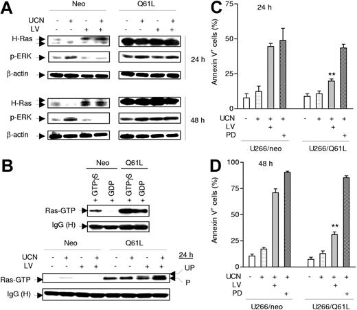 Figure 7. Expression of constitutively activated Ras (Q61L) prevents lovastatin from interrupting UCN-01–mediated ERK1/2 activation and significantly attenuates apoptosis induced by the regimen. (A) U266 cells were stably transfected with constructs encoding a constitutively activated mutant (Q61L) form of H-Ras or its empty vector control (neo). Cells were then treated with 150 nM UCN-01 (UCN) with or without 10 μM lovastatin (LV) for 24 hours (upper panels) or 48 hours (lower panels), after which cells were lysed and subjected to Western blot analysis to monitor expression of H-Ras and phosphorylated ERK1/2; 30 μg protein was loaded in each lane, and blots were subsequently stripped and reprobed for expression of β-actin to ensure equivalent loading and transfer of protein. Results are representative of 3 separate experiments. (B) U266/neo (neo) and U266/Q61L (Q61L) cells were incubated with 150 nM UCN-01 with or without 10 μM lovastatin for 24 hours, after which cell lysates (100 μg protein per condition) were subjected to a Ras activation assay (lower panels) as described in Figure 4D. In parallel, lysates from untreated cells were incubated with 100 μM GTPγS or 1 mM GDP for 30 minutes at 30°C for positive and negative controls, respectively (upper panels). Two additional studies yielded equivalent results. (C-D) U266/Q61L and neo cells were exposed to 150 nM UCN-01 in the presence or absence of either 10 μM lovastatin or 5 μM PD184352 (PD) for 24 hours (C) or 48 hours (D), after which the percentage of apoptotic cells was determined by annexin V–FITC/flow cytometry. The results represent the means ± SD for 3 separate experiments performed in triplicate. **Significantly lower than values for U266/neo cells (P < .01).